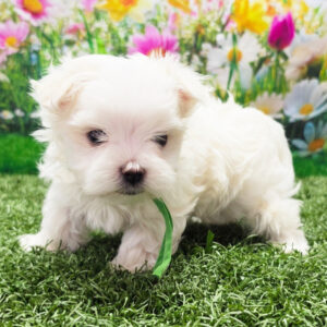 Adorabili cuccioli di Maltese