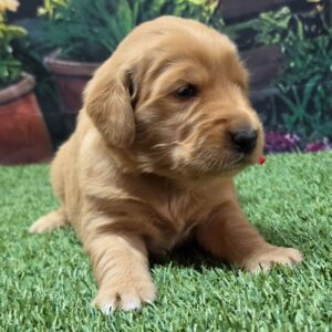 Splendidi cuccioli di Golden Retriever