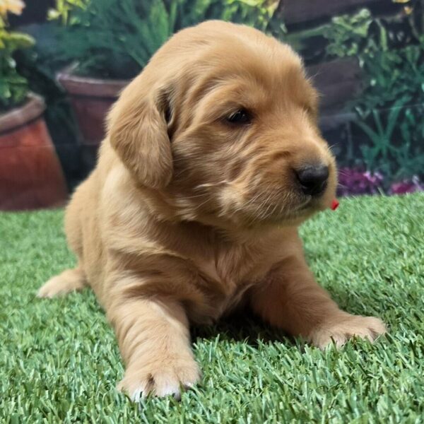 Splendidi cuccioli di Golden Retriever