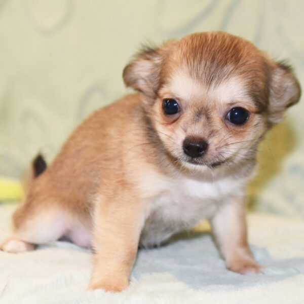 Splendidi cuccioli di Chihuahua