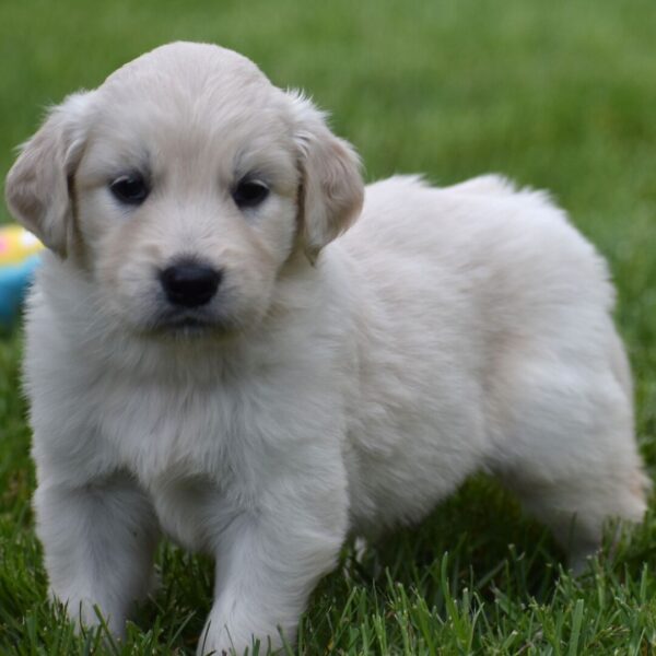Cuccioli di Golden Retriever maschi e femmine disponibili