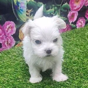 Cuccioli di Maltese super adorabili
