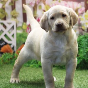 Labrador Retriever