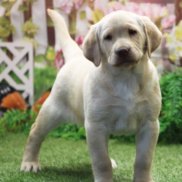 Labrador Retriever