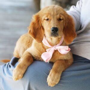 Cuccioli di Golden Retriever maschi e femmine disponibili