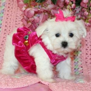 Disponibili splendidi e sani cuccioli di Maltese