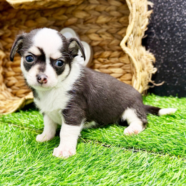 Disponibili cuccioli di Chihuahua a pelo corto di altissima qualità