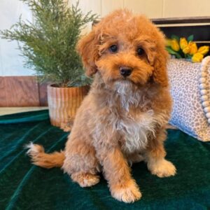 Cuccioli di Cavapoo adorabili