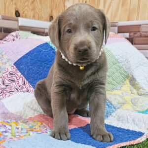 Cuccioli di Labrador in adozione