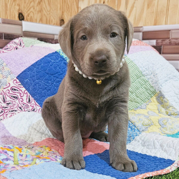 Cuccioli di Labrador in adozione