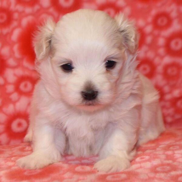 Adorabili cuccioli di Maltese