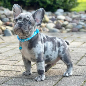 CUCCIOLI DI BULLDOG FRANCESE