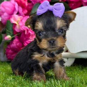 MERAVIGLIOSI CUCCIOLI DI YORKSHIRE, MASCHI E FEMMI