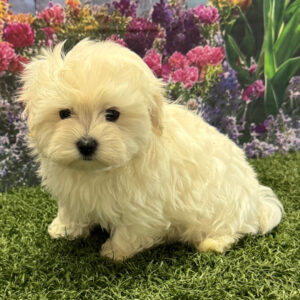 Cuccioli di Maltese super adorabili