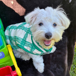 Due adorabili cuccioli di Maltese