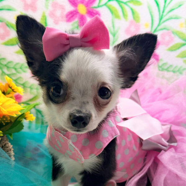 Splendidi cuccioli di Chihuahua in cerca di una nuova casa