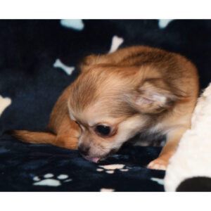 Chihuahua di piccola taglia