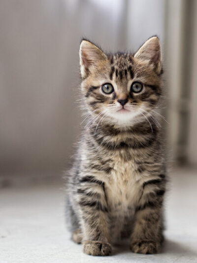 Gatti