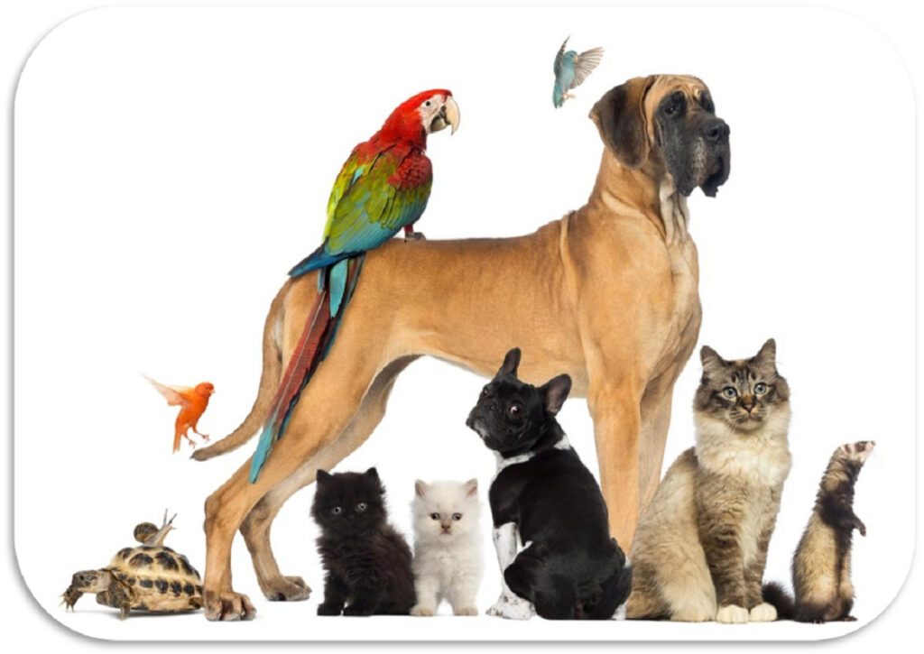 animali fantastici