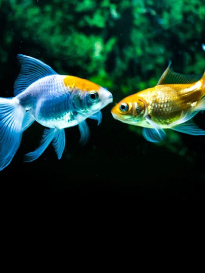 Pesci e Acquari